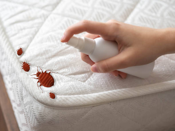 El Paso, TX Pest Control Company