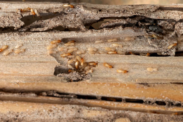 Best Mosquito Control Services  in El Paso, TX
