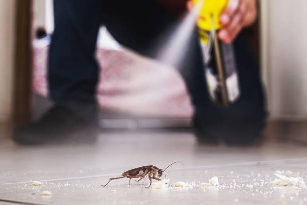 Spider Control Near Me in El Paso, TX