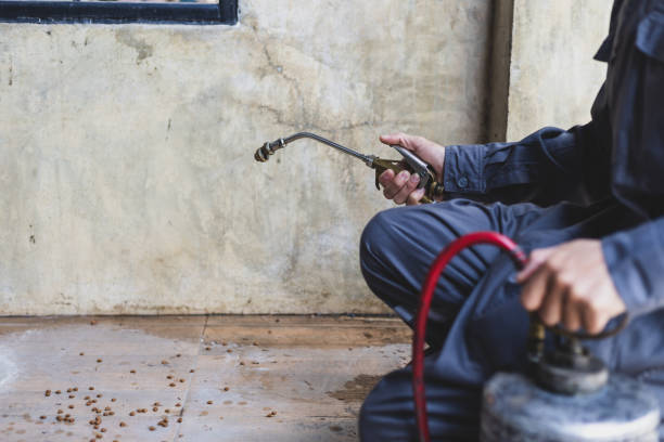 Best Wasp Removal Services  in El Paso, TX